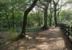 虫ん坊 2011年8月号：虫さんぽ　第19回：東京・井の頭公園界隈：“赤いネコ”の武蔵野と昆虫館を訪ねる