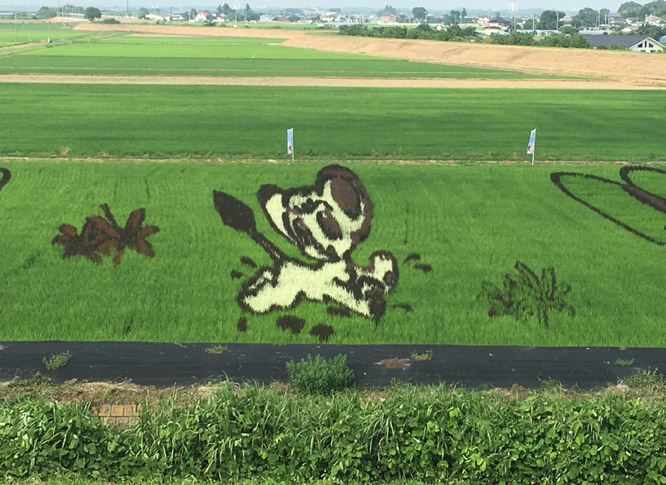 虫ん坊 2016年9月号 特集2：田んぼが巨大なキャンバスに！
「アトムを描こう！おやま田んぼアート」ができるまで