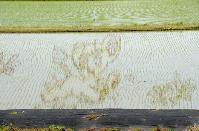虫ん坊 2016年9月号 特集2：田んぼが巨大なキャンバスに！
「アトムを描こう！おやま田んぼアート」ができるまで
